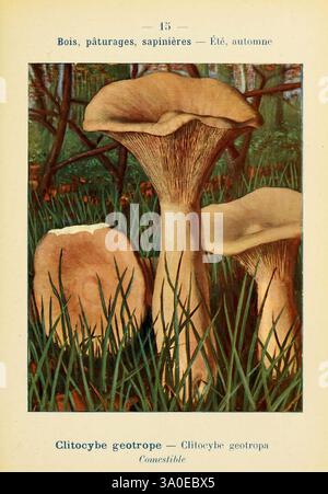 Nouvel atlas de poche des champignons comestibles et vénéneux, Paris, Léon Lhome, 1911-1912, champignons, trois champignons distinctifs sont en vedette, avec leurs tiges hautes et minces soutenant de larges chapeaux en forme de parapluie. Le plus grand champignon se dresse majestueusement au centre, entouré de homologues plus petits, tous sur fond d'herbe verte luxuriante et de notes de sous-bois, suggérant un environnement boisé. Le nom de l'espèce, 'Clitocybe geotrope', peut être vu ci-dessous, indiquant sa comestibilité. La scène évoque un sentiment de tranquillité et de connexion à la nature, mettant en évidence le Banque D'Images