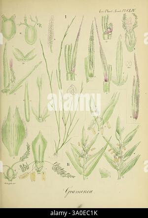 Icones plantarum asiaticarum, Calcutta, Bishop's College Press, 1847-54. Asie, botanique, taxonomie, famille= Poaceae, cette illustration botanique complexe présente une variété d'espèces d'herbes, classées par sections structurées étiquetées avec des chiffres romains. Chaque représentation met en évidence les caractéristiques uniques des plantes, avec des rendus détaillés de leurs feuilles, fleurs et graines. L'attention méticuleuse aux détails souligne la diversité au sein de la famille des Gramineae, illustrant différentes formes et structures qui sont numérotées pour référence. Ce travail est une ressource précieuse pour Banque D'Images