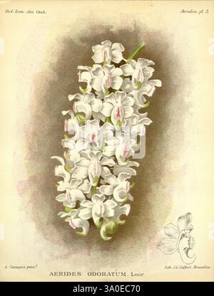 Dictionnaire iconographique des orchidees, 1896-1907. Botanique, Orchidaceae, œuvres picturales, Une illustration botanique mettant en vedette un groupe de fleurs blanches élégantes avec de délicates marques roses. Les fleurs sont disposées en cascade, mettant en valeur leurs structures de pétales complexes et leurs teintes contrastées. Accompagnant les fleurs, il y a une étiquette de classification scientifique, avec le nom 'Aerides odoratum' en évidence, suggérant qu'il s'agit d'une représentation d'une espèce d'orchidée. Le design est complété par des images stylisées de feuilles et une attention particulière aux détails qui met en valeur la beauté et Banque D'Images