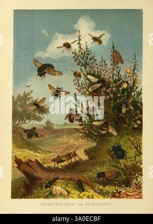 Die Insekten, Tausendfüssler und Spinnen, Leipzig, Bibliographische Institut, 1877, guêpe, mites, insectes, cricket, abeille, bourdon, sauterelle, arthropode, arthropode, la scène représente une représentation vibrante de divers insectes interagissant avec leur environnement naturel. Un buisson luxuriant orné de bruyères fleuries est au cœur de la composition, entouré d'une variété d'insectes, y compris des abeilles, des papillons et des coléoptères, tous engagés dans différentes activités telles que la pollinisation et la recherche de nourriture. Le fond présente un paysage serein avec des collines douces et un ciel clair, créant un backdro harmonieux Banque D'Images
