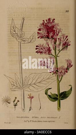 British, phaenogame, botanique, Oxford, publié par l'auteur vendu par J.H. Parker, 1834-43, Floras, Flowers, Great Britain, plantes médicinales, plantes, valeriana rubra, valériane rouge, l'illustration présente l'espèce botanique Valeriana rubra, communément appelée valériane rouge. Il comprend un dessin détaillé de la plante mettant en valeur sa tige allongée et ses feuilles vertes luxuriantes. À droite, des grappes de petites fleurs roses vibrantes sont représentées, soulignant leur structure délicate et complexe. Des éléments supplémentaires sont inclus en bas, tels que diverses formes de graines et des détails floraux plus petits, Banque D'Images