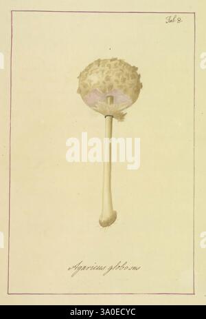 Icônes, fungorum, circa, Halifax, sponte, Nascentium, 1784-1792. Premiers travaux, écologie, Angleterre, guides de terrain, champignons, Halifax, identification, nomenclature, œuvres picturales, terminologie, cette illustration détaillée présente une étude botanique d'une tête de graine sphérique, caractérisée par sa surface texturée ornée de petites épines saillantes. La tige délicate et allongée soutient la tête de la graine, offrant un contraste élégant avec sa forme arrondie. De subtiles variations de couleur améliorent la beauté naturelle, et le spécimen est méticuleusement étiqueté avec son nom scientifique, 'Agaricus phalloides', au botto Banque D'Images