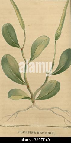 Flore médicale des Antilles, ou, Traité des plantes usuelles, Paris, Pichard, 1821-1829, botanique, Antilles, plantes médicinales, botanique, médicale, cette illustration présente une représentation botanique d'une plante connue sous le nom de 'pourpier des Rois'. Il présente une tige centrale avec des feuilles allongées et pointues qui présentent une texture lisse. Émergeant du sommet de la tige, des épis floraux minces font allusion à la phase de reproduction de la plante. Les racines sont également représentées, donnant un aperçu de son système d'ancrage. La composition globale souligne la beauté naturelle de la plante et les détails complexes, y compris Banque D'Images