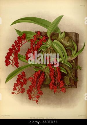 Orchid, album, Londres, B. S. Williams, 1882-97, Orchidaceae, périodiques, œuvres picturales, Une exposition vibrante de Rodriquezia secunda, avec des grappes en cascade de fleurs rouges vives qui respirent l'élégance et le charme. Les fleurs sont encadrées par des feuilles vertes luxuriantes, créant un contraste saisissant. Dans un contexte qui suggère un habitat naturel, les détails complexes des pétales et du feuillage soulignent la beauté et le caractère unique de la plante. Cette illustration botanique capture l'essence de l'espèce, mettant en valeur ses formes et textures riches et organiques. Banque D'Images