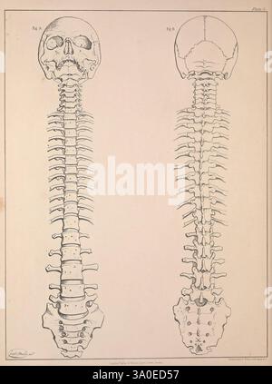 Ostéologie comparative London Taylor et Walton 1847 Bones, cette illustration présente deux représentations anatomiques détaillées du système squelettique humain. Le côté gauche présente une vue complète du crâne et de la colonne vertébrale, mettant en évidence les vertèbres individuelles et leur alignement. Le côté droit offre une perspective similaire, se concentrant sur les structures vertébrales avec une représentation plus claire des côtes s'étendant à partir de la région thoracique. Les deux figures offrent un aperçu complet de l'anatomie squelettique humaine, illustrant la complexité et l'interconnectivité des os qui soutiennent et protègent Banque D'Images