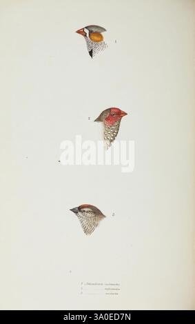 Un synopsis des oiseaux d'Australie et des îles adjacentes. Londres : John Gould, 1837. Australie, oiseaux, Musée Victoria, Gould, Amadina castanotis, Amadina ruficauda, Amadina modesta, Elizabeth Gould, artiste :, Taeniopygia guttata, Finch zèbre australien, Neochmia ruficauda, Finch étoilé, Finch à tête de prune, Neochmia modesta, Australie, Gould, Gould au, ornithologie, John Gould, Elizabeth Gould, Women in Science, l'illustration représente trois têtes d'oiseaux distinctes, chacune minutieusement détaillée et étiquetée avec des numéros correspondants. L'oiseau supérieur présente un bec conique jaune et gris avec un striki Banque D'Images