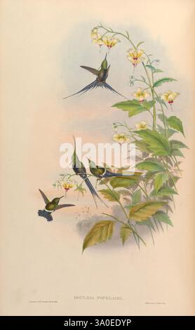 Une monographie des Trochilidae, ou famille des colibris, Londres, imprimée par Taylor et Francis, 1861 [i.e. 1849-1861], colibris, Discosura popelairii, Une illustration étonnante montre un groupe de colibris vibrants dans diverses poses, battant autour de délicates plantes à fleurs. La représentation détaillée met en évidence le plumage irisé des oiseaux, mettant en valeur des nuances de vert et de bleu, tandis que leurs queues allongées arquent gracieusement. Autour d'eux se trouvent des grappes de fleurs jaunes et roses douces, ajoutant une touche d'élégance à la composition. L'arrière-plan, avec son dégradé doux, améliore th Banque D'Images