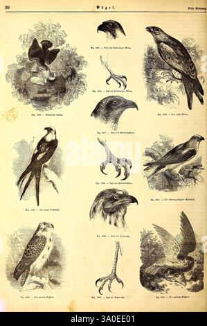 Illustrirte Naturgeschichte des Thierreichs. Leipzig, J. J. Weber, 1848, oiseaux, amphibiens, reptiles, zoologie, Une collection d'illustrations détaillées présentant diverses espèces d'oiseaux de proie. Chaque représentation met en évidence des caractéristiques distinctes, y compris la posture des oiseaux, les formes des ailes et les talons. Parmi les personnages importants, on compte un aigle perché majestueusement, un faucon en plein vol et plusieurs autres rapaces. Les illustrations sont accompagnées d'étiquettes numériques indiquant leurs références spécifiques, avec une attention particulière aux subtilités de leurs plumes et traits du visage, soulignant leur p Banque D'Images