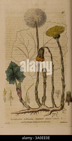 British, phaenogame, botanique, Oxford, publié par l'auteur vendu par J.H. Parker, 1834-43, Floras, Flowers, Great Britain, plantes médicinales, plantes, Tussilago farfara, pied-de-poule commun, cette illustration présente un éventail d'éléments botaniques stylisés, mettant en valeur divers types de pissenlits et d'autres formes de plantes. Des tiges hautes et minces surmontées de têtes de graines moelleuses et de fleurs jaunes éclatantes sont mises en évidence, ainsi qu'une gamme de feuilles et de structures florales plus petites. Les subtilités des formes des feuilles et la représentation détaillée des fleurs soulignent la diversité et la beauté de Banque D'Images