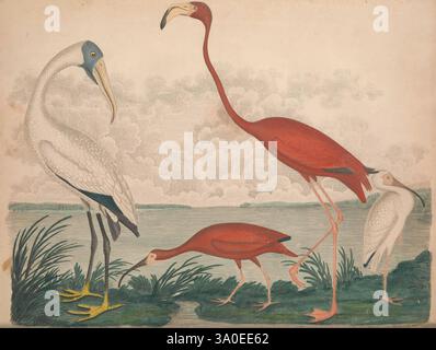 Ornithologie américaine histoire naturelle oiseaux États-Unis Philadelphie publié Bradford Inskeep imprimé Robert Carr 1808-1814 œuvres picturales, la scène représente une interaction vibrante de la vie aviaire mettant en vedette plusieurs oiseaux positionnés dans un cadre naturel. Au premier plan, deux flamants roses élégants, montrant leur plumage rougeâtre saisissant comme ils se tiennent gracieusement, l'un regardant curieusement vers le bas. A proximité, un ibis contraste avec son bec long et courbé et ses membres allongés, semblant chercher de la nourriture au bord de l’eau. En arrière-plan, un paysage subtilement rendu se déploie, Banque D'Images