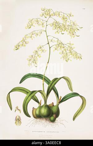 Le, Orchidaceae, de, Mexique, et, Guatemala, Londres, Ridgway, 1837-1843, Guatemala, Mexique, Orchidaceae, plantes, Encyclia incumbens, femmes dans la science, Sarah Ann Drake, 2 ans, Sarah Ann Drake, Une illustration détaillée d'un aromatum Epidendrum, mettant en valeur ses épis floraux délicats et allongés ornés de grappes de petites fleurs jaune pâle. La plante présente de larges feuilles arquées qui émergent d'une base robuste, soulignant la belle structure et la forme naturelle de l'orchidée. Sous les fleurs, le système racinaire complexe est partiellement visible, niché parmi les pseudobulbes arrondis, soulignant t Banque D'Images