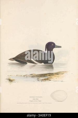 Illustrations des oiseaux britanniques Londres 1837-1844 oiseaux oeufs Grande-Bretagne nids œuvres picturales, Un canard touffeté nage à la surface de l'eau, mettant en valeur ses caractéristiques distinctives. L'oiseau a un corps élégant avec un plumage violet et noir saisissant, une tête arrondie et une touffe proéminente à l'arrière. Son œil jaune vif contraste avec ses plumes foncées, attirant l'attention sur son profil unique. L'eau calme entoure le canard, reflétant l'environnement serein, tandis que des notes du paysage naturel peuvent être vues en arrière-plan. Cette illustration capture l'essence du touffeté Banque D'Images