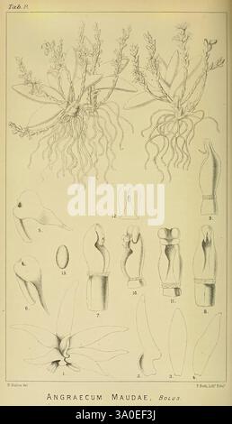 Icones orchidearum austro-africanarum extra-tropicarum, London, W. Wesley, 1896-1913, Afrique du Sud, Orchidaceae, œuvres picturales, cette illustration présente l'orchidée Angraecum maudae, mettant en valeur divers détails botaniques. L'image comprend un rendu de plusieurs épis floraux, avec leurs feuilles allongées et leurs structures florales complexes. Les annotations numériques identifient différents composants, tels que les pétales, les sépales et les parties reproductrices, soulignant la morphologie unique de l'espèce. La présentation générale souligne la beauté et la complexité de cette orchidée particulière, reflecti Banque D'Images