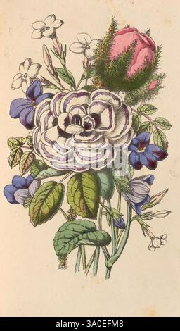 La, poétique, langue, de, fleurs, ou le, pèlerinage, de, amour, Londres, Charles, Griffin, and, Company, n.d, 1869, fleur, langue, fleurs, fleurs, dans, littérature, folklore, langue, de, fleurs, James, Andrews, bleu, violet, blanc, jasmin, mousse, rose, rose, un bouquet magnifiquement illustré avec une rose proéminente avec des pétales complexes dans des tons doux de blanc et de lavande, complété par de délicates feuilles vertes. Autour de la rose se trouvent plusieurs petites violettes bleues vibrantes, ajoutant une touche de couleur à l'arrangement. Un bourgeon rose fermé est visible, faisant allusion à la promesse de fleurs à co Banque D'Images