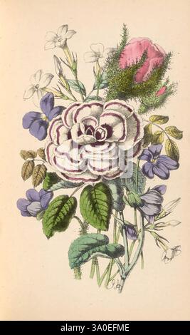 Le langage poétique des fleurs, ou le pèlerinage de l'amour, Londres, Griffin, Bohn, and Company, 1861, fleurs, folklore, poésie, langue des fleurs, violet bleu, jasmin blanc, rose mousse, rose, Un arrangement magnifiquement illustré de diverses fleurs, avec une rose blanche proéminente avec de délicats bords violets en son centre. Autour de la rose se trouvent de multiples violettes dans des tons violets profonds et lavande douce, aux côtés de petites fleurs blanches qui ajoutent une touche de luminosité. Les feuilles vertes fournissent une toile de fond luxuriante, améliorant la composition florale. En haut, un bourgeon rose doux fait allusion à la promesse de bl Banque D'Images