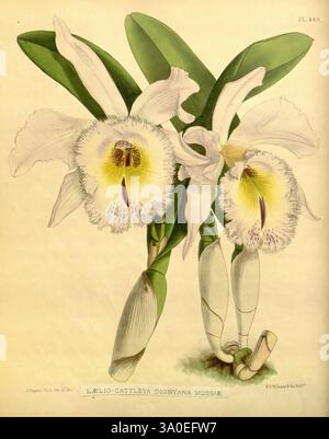 Orchid, album, Londres, B. S. Williams, 1882-97, Orchidaceae, périodiques, œuvres picturales, cette œuvre représente une belle espèce d'orchidée connue sous le nom de Lelia-Cattleya digbyana mossiae. L'illustration présente de superbes grandes fleurs avec de délicats pétales blancs soulignés par des marques jaunes et violettes vibrantes en leurs centres. La composition présente deux fleurs gracieusement positionnées sur des tiges vertes minces, soutenues par des feuilles luxuriantes et allongées qui ajoutent un contraste riche à l'affichage floral délicat. Le souci du détail fait ressortir les textures et les formes complexes des pétales et Banque D'Images