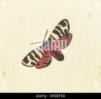 La miscellany du naturaliste, ou les figures colorées d'objets naturels. Londres, imprimé pour Nodder & Co, 1789-1813, animaux, œuvres picturales, Musée Victoria, George Shaw, Un papillon magnifiquement illustré avec des motifs complexes dans les tons de rouge, noir et blanc. Les ailes sont ornées de motifs rayés audacieux et de détails ornés, soulignant la symétrie délicate et l'élégance typique de cette espèce. La représentation capture la forme gracieuse du papillon, mettant en valeur ses traits saillants et ses couleurs vives sur un fond doux et neutre. Cette représentation artistique met l'accent sur le b. Banque D'Images