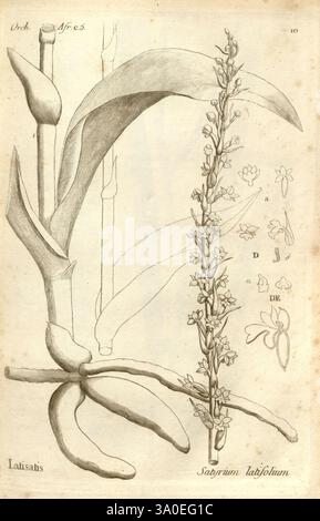 Histoire particulière des plantes Orchidees recueillies sur les trois iles australes d'Afrique, de France, de Bourbon et de Madagascar Paris, L'auteur, 1822 Orchidaceae, l'œuvre présente une illustration botanique montrant l'anatomie détaillée d'une orchidée, plus précisément l'espèce *Satyrium latifolium*. Sur la gauche, l’image représente les racines et la base de la plante, mettant en évidence la structure et la texture des racines. Sur la droite, une tige à fleurs verticales est illustrée, ornée de petites fleurs disposées en pointe. Chaque fleur est représentée avec précision, mettant en valeur ses formes uniques et Banque D'Images