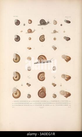 Zoologie Paris, A. Bertrand, 1841-52., Une collection de coquillages d'escargots et d'escargots vivants, illustrant une variété de formes, de tailles et de motifs. L'arrangement met en évidence la diversité de l'anatomie des gastéropodes, avec des représentations détaillées des coquilles et des escargots eux-mêmes. Chaque spécimen est étiqueté d'une manière savante, indiquant différentes espèces ou classifications. Les illustrations soulignent les textures et les couleurs uniques des coquilles, donnant un aperçu de la beauté naturelle et de la variabilité de ces mollusques. Dans l'ensemble, cette composition sert de référence éducative Banque D'Images