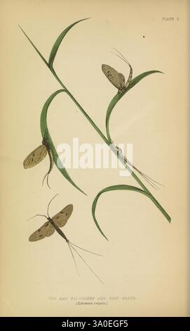 Curiosités de l'entomologie, 1871, entomologie des couleurs, fixations bloquées en or, Grande-Bretagne, insectes, cycles de vie, spécimens, variation, gravures sur bois, zoologie, Ephemera vulgata, Mayfly, drake vert, drake gris, taxonomie, binôme, Ephemera, vulgata, la composition présente une illustration détaillée de mouches abîmées, en particulier les espèces Green et Grey Drake. Trois phanères sont représentées dans différentes positions, mettant en valeur leurs corps allongés distincts, leurs ailes délicates et leurs longues antennes. Les insectes sont perchés sur une tige verte mince, ce qui ajoute un élément naturel à la scène visuelle. Étiquetage clair Banque D'Images