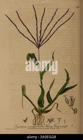 British, Phaenogame, Botany, Oxford, publié par l'auteur vendu, par, J.H. Parker, 1834-43, Floras, fleurs, Grande-Bretagne, plantes médicinales, plantes, l'illustration présente une représentation botanique détaillée d'une plante du genre Digitaria, spécifiquement étiquetée Digitaria sanguinalis. La plante présente des tiges minces et allongées qui s'élèvent verticalement, ornées de feuilles étroites et effilées qui émergent de la base et s'étendent vers l'extérieur. Au sommet des tiges, les épis floraux allongés présentent des formations en grappe de petites fleurs, caractérisées par leur coloration violette. Les racines a Banque D'Images