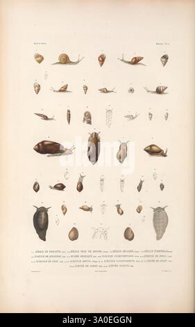 Zoologie Paris, A. Bertrand, 1841-52., l'illustration présente une compilation détaillée de diverses espèces d'escargots, mettant en valeur leurs coquilles distinctes et leurs structures anatomiques. Chaque spécimen est rendu de manière complexe en mettant l'accent sur ses caractéristiques uniques, y compris les variations de forme, de taille et de coloration. L'arrangement met en évidence à la fois la diversité au sein du groupe et l'intérêt scientifique pour la malacologie, l'étude des mollusques. Chaque entrée comprend des étiquettes, fournissant une référence pour la classification scientifique et les noms communs des escargots représentés. Ce travail sert de resou éducatif Banque D'Images