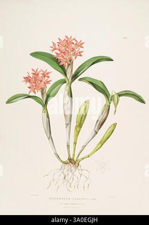 Les Orchidaceae du Mexique et du Guatemala, Londres, Ridgway, 1837-1843, Guatemala, Mexique, Orchidaceae, plantes, Guarianthe aurantiaca, femmes dans la science, Augusta Innes Withers, une illustration de l'Epidendrum Arachniacum, mettant en valeur ses délicates fleurs roses disposées en grappes au sommet de fines tiges vertes. La composition met en valeur les feuilles pointues de la plante, qui se courbent gracieusement vers l'extérieur. Sous les fleurs, des gousses de graines vertes allongées suggèrent le stade de reproduction de la plante, tandis que de fines racines l'ancrent au sol. Un petit détail en forme d'étoile est positionné dans le coin inférieur gauche, ajoutant un Ar Banque D'Images