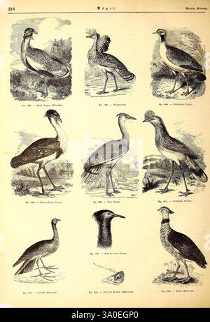 Illustrirte Naturgeschichte des Thierreichs Leipzig J.J. Weber 1848 oiseaux amphibiens reptiles Zoologie, l'illustration présente une collection de neuf espèces d'oiseaux distinctes, chacune représentée de manière détaillée et informative. Dans la rangée supérieure, de gauche à droite, il présente un oiseau gracieux avec un long cou, suivi d'une grue frappante connue pour sa stature élégante, et un échassier élancé souvent trouvé dans les zones humides. La rangée du milieu présente un oiseau dosé au corps arrondi, une espèce aviaire caractérisée par ses longues pattes et son bec proéminent, et un oiseau élégant connu pour sa coloration distinctive. Banque D'Images