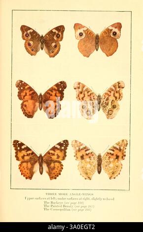 Papillons à connaître Garden City, New York page & Company [c1917] papillons Vanessa cardui Vanessa virginiensis Junonia coenia, la composition présente six papillons exquis, classés en deux rangées de trois spécimens chacun. La rangée supérieure présente des papillons aux motifs complexes et aux couleurs vives, soulignant leurs surfaces supérieures, tandis que la rangée inférieure présente leurs surfaces inférieures uniques, démontrant un contraste remarquable. Chaque papillon est étiqueté avec son nom commun, comme le Buckeye et la Dame peinte, donnant un aperçu de leurs apparences et charactères distinctes Banque D'Images