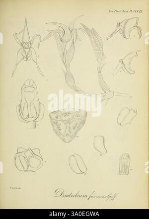 Icones plantarum asiaticarum, Calcutta, Bishop's College Press, 1847-54, Asie, botanique, Dendrobium fuscescens, Une collection d'illustrations botaniques représentant diverses étapes et parties de l'espèce Dendrobium fuscarean. Les dessins détaillés mettent en valeur les formes et les caractéristiques uniques de la plante, y compris les structures florales et la disposition des feuilles. Chaque illustration est étiquetée avec un numéro correspondant pour référence. Le rendu artistique souligne les conceptions complexes trouvées dans la nature, soulignant la diversité et la beauté de cette espèce d'orchidée particulière. Banque D'Images