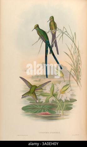 Monographie des Trochilidae, ou famille des oiseaux bourdonnants, Londres, imprimée par Taylor et Francis, 1861 [i.e. 1849-1861]. Colibris, Aglaiocercus, Une scène sereine mettant en vedette trois oiseaux vibrants perchés gracieusement au milieu d'une végétation luxuriante. Deux des oiseaux, au plumage chatoyant, sont situés au milieu de hautes herbes, tandis que le troisième plane au-dessus d'une surface d'eau tranquille ornée de délicats nénuphars. L'arrière-plan fait allusion à un paysage doux et naturel, créant une ambiance paisible. Cette représentation illustre magnifiquement l'harmonie de la faune et des plantes aquatiques dans leur habi naturel Banque D'Images