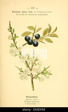 Atlas de poche des plantes des champs, des prairies et des bois, Paris, [1894], plante, arbre, arbuste, trou de bois, botanique, Blackthorn, Prunus, Rosales, Sloe, plante à fleurs, Prunus spinosa, Rosacées, eudicots, rosides, œuvres picturales, Prunus spinosa, plante asiatique, plante d'Afrique, plante d'Europe, plante d'Amérique du Nord, l'image présente une illustration botanique de la plante de l'épine noire, communément appelée Prunus spinosa. Il met en valeur les branches détaillées de la plante ornées de délicates fleurs blanches, indicatives de sa floraison en avril. Les baies de paresseux foncées et mûres, qui sont généralement apparentes, sont bien en évidence Banque D'Images