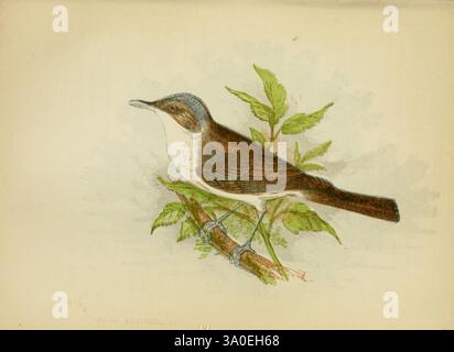 Nos chanteurs natifs de Londres ont imprimé pour la Society for Promoting Christian Knowledge 1853 oiseaux de Grande-Bretagne Sylvia curruca Curruca sylvia, Un oiseau magnifiquement illustré perché délicatement sur une branche mince. La créature présente un bec proéminent et courbé, et son plumage est caractérisé par un mélange de bruns doux, de blancs et de subtiles notes de bleu. Autour de l'oiseau sont des feuilles vertes vibrantes, améliorant le cadre naturel. L'illustration capture l'oiseau dans une position stable, suggérant un moment de curiosité ou de vigilance alors qu'il surveille son environnement. L'attention portée aux détails est grande Banque D'Images
