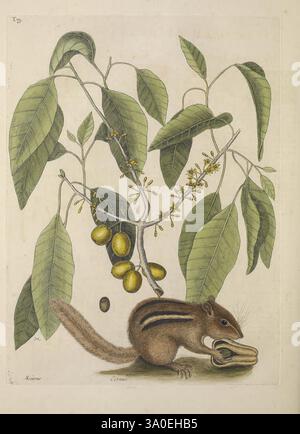 The Natural History of Carolina, Florida and the Bahama Islands, Londres, imprimé aux frais de l'auteur et vendu par W. Innys et R. Manby, au West End de Paul's, par Mr. Hauksbee, à la Royal Society House, et par l'auteur chez Mr. Bacon's à Hoxton, MDCCXXXI-MDCCXLIII [i.e. 1729-1747]. Bahamas, Floride, histoire naturelle, Caroline du Nord, œuvres picturales, Pre-Linnean Works, Caroline du Sud, Mark Catesby, Géorgie, Mammalogy, botanique, Cornus Foliis Laurinis Fructum Ajore Luteo, Mastic Tree, Sideroxylon Foetidissimum, faux mastic, mastic Ironwood, Calycanthus Floridus, Carolina Allspic Banque D'Images