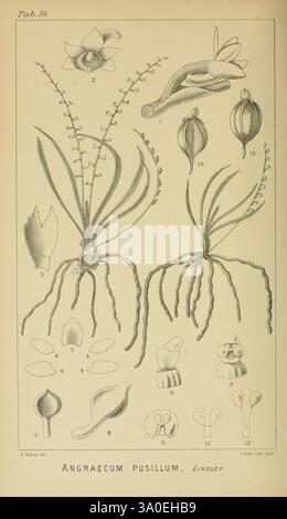Icones orchidearum austro-africanarum extra-tropicarum, London, W. Wesley, 1896-1913, Afrique du Sud, Orchidaceae, œuvres picturales, une illustration représentant l'Angraecum pusillum, une espèce d'orchidée. La composition présente divers détails botaniques, y compris des parties étiquetées de la fleur, telles que des pétales, des sépales et les structures reproductrices. Deux spécimens de plantes sont montrés avec des systèmes racinaires et des tiges allongées ornées de feuilles allongées. Autour des figures principales se trouvent des annotations numérotées qui identifient des caractéristiques florales et des structures spécifiques, mettant en valeur les subtilités de la salle d'opération Banque D'Images