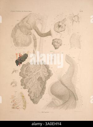 Die Wirbellosen des Weissen Meeres. Erster Band, Leipzig, W. Engelmann, 1885. Invertébrés marins, Fédération de Russie, îles Solovetski, l'illustration présente une étude anatomique détaillée, mettant en évidence diverses composantes des systèmes respiratoire et circulatoire humains. Les éléments proéminents comprennent une représentation des poumons, indiquant clairement les bronches ramifiées et les structures alvéolaires. Adjacentes aux poumons, des structures vasculaires sont représentées, illustrant les interconnexions des artères et des veines. L'image présente également des vues agrandies de parties anatomiques plus petites, telles que les capillaires Banque D'Images