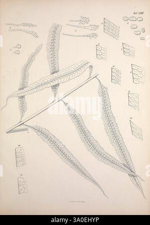 Filices, Horti, Botanici, Lipsiensis, Leipzig, L. Voss, 1856, fougères, Allemagne., Une collection d'études botaniques minutieusement illustrées présentant divers types de feuilles de fougères. L'objectif principal comprend plusieurs frondes allongées, avec des représentations détaillées de leurs bords dentelés et des motifs veineux uniques. Ces illustrations sont accompagnées de croquis plus petits et étiquetés qui fournissent des vues rapprochées des structures foliaires et des caractéristiques reproductives, améliorant ainsi la compréhension de l'anatomie de la plante par l'utilisateur. Chaque détail souligne la beauté délicate et la complexité de ces fougères, reflétant leur Banque D'Images