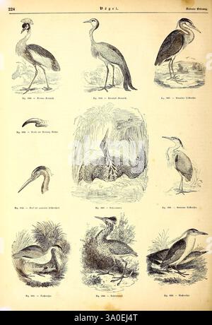 Illustrirte Naturgeschichte des Thierreichs, Leipzig, J.J. Weber, 1848, oiseaux, amphibiens, reptiles, zoologie, l'illustration présente une collection de diverses espèces d'oiseaux, chacune représentée avec des détails complexes. Organisée sous forme de grille, la rangée supérieure présente d'élégants échassiers, dont un héron à longues pattes et une majestueuse cigogne. En dessous d'eux, un assortiment diversifié d'autres oiseaux est présenté, soulignant leurs caractéristiques et caractéristiques uniques. Parmi eux se trouvent un majestueux flamant rose, une amère distinctive, et quelques espèces différentes de hérons. Chaque oiseau est étiqueté avec une figure nu unique Banque D'Images