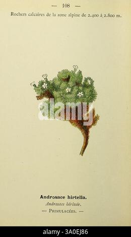Nouvelle, flore, coloriée, de, poche, des, Alpes, et, des, Pyrénées, Paris, Klincksieck, 1906-1912, alpes, plantes, Pyrénées, Une illustration botanique détaillée montrant l'Androsace hirtella, communément appelée rockjasmine poilue. La plante est représentée avec son feuillage vert luxuriant et ses fleurs blanches délicates qui sont regroupées à la pointe de ses branches. Positionnées au-dessus des feuilles, les fleurs sont petites et disposées de manière charmante, soulignant la beauté naturelle de la plante. Sous l'illustration, la classification scientifique est affichée, fournissant sa désignation de famille, Primulacea Banque D'Images
