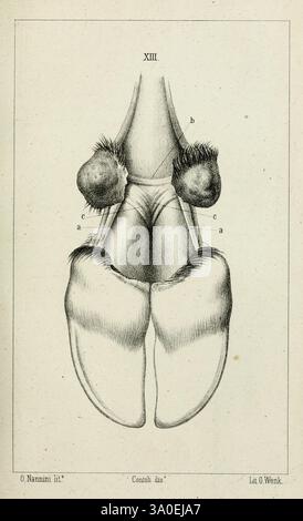 La Teoria Darwiniana e la Creazione dettaindipendente Lettera tradotta dal Francese Bologna 1875, cette illustration présente un rendu anatomique détaillé d'un système reproducteur mammifère, mettant en évidence les structures externes. L'accent est mis sur la disposition symétrique des composants importants, marqués avec des lettres pour référence. L'illustration met l'accent sur la conception et les subtilités de l'anatomie, avec des annotations indiquant diverses parties. L'ombrage et le travail au trait apportent profondeur et clarté, permettant une compréhension complète des caractéristiques reproductives représentées. Banque D'Images