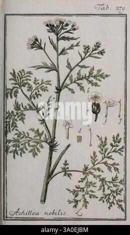 Icones plantarum medicinalium, œuvres botaniques, médicales, picturales, l'illustration présente la plante Achillea nobilis, communément appelée noble yarrow. La représentation centrale présente une représentation détaillée de la tige, des feuilles et de petits amas de fleurs blanches. Autour de l'illustration principale de la plante, divers diagrammes étiquetés mettent en évidence des structures florales spécifiques, y compris la disposition des pétales et des étamines. Les feuilles ornées et finement divisées présentent une texture plumeuse, caractéristique de l'espèce. Chaque élément est méticuleusement rendu, soulignant les détails botaniques et contrib Banque D'Images