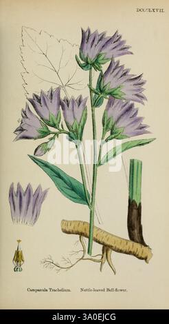 Caractères anglais, botaniques ou colorés, de, British, plants, Londres, R. Hardwicke, 1863-1886, grande-Bretagne, pictural, œuvres, plantes., cette illustration présente le Campanula Trachelium, communément connu sous le nom de Bellflower à feuilles d'ortie. La plante est représentée avec sa tige haute et mince ornée de grappes de fleurs délicates en forme de cloche qui présentent une teinte lavande douce. Entourant les éléments floraux sont des vues détaillées des feuilles de la plante, mettant en valeur leurs bords dentelés qui ressemblent à ceux d'une ortie. La base de la tige est illustrée avec des notes de la structure racinaire. En outre, a se Banque D'Images