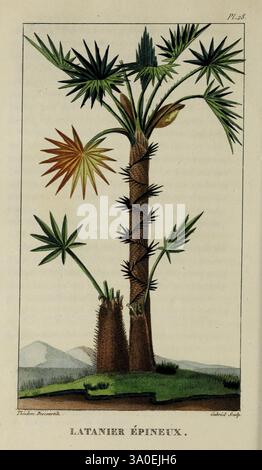 Flore pittoresque et médicale des Antilles, ou, histoire naturelle des plantes usuelles des colonies françaises, anglaises, espagnoles, et portugaises, Paris, CHES l'Editeur, 1833, botanique, plantes médicinales, oeuvres picturales, West Indies, Une illustration détaillée d'un épineux Latanier, mettant en valeur ses caractéristiques distinctives. La plante est représentée avec un tronc haut et élancé orné d'épines pointues. Ses feuilles en forme d'éventail s'étendent à partir du haut, affichant une gamme vibrante de teintes vertes, avec plusieurs feuilles présentant un dégradé de couleurs. La base du tronc est représentée avec une texture Banque D'Images