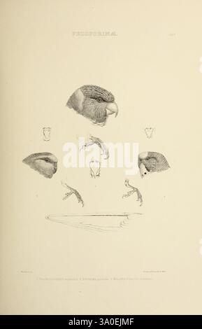 Les, genres, de, oiseaux, Londres, 1849, oiseau, oiseaux, ornithologie du comportement, classification, picturale, œuvres, ornithologique, illustration, musée de zoologie comparée, cette illustration présente des études détaillées de différentes têtes d'oiseaux, mettant en valeur leurs caractéristiques et caractéristiques uniques. Au sommet, plusieurs têtes d'oiseaux sont représentées dans des vues de profil et frontales, présentant des formes de bec distinctives et des structures faciales. Sous ces têtes, des croquis anatomiques mettent en évidence les membres, en se concentrant peut-être sur les jambes et les griffes, ainsi qu'un bol ou un plat peu profond qui peut représenter un habitat ou une aire d'alimentation Banque D'Images