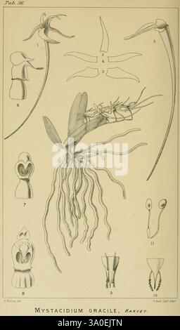 Icones Orchidearum Austro-Africanarum Extra-Tropicarum, London, W. Wesley, 1896-1913, Afrique du Sud, Orchidaceae, œuvres picturales, cette illustration présente l'espèce végétale Mystacidium gracile, telle que documentée par Harvey. La composition comprend des représentations détaillées de différentes parties de la plante : des figures numérotées présentent différentes structures, y compris des feuilles, des composants floraux et des racines. Des éléments clés tels que la forme unique des fleurs, leur arrangement et les détails complexes du feuillage sont mis en évidence, fournissant un aperçu complet de la morphologie de la plante. En outre, t Banque D'Images