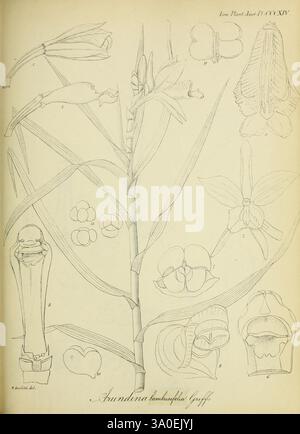 Icones plantarum asiaticarum, Calcutta, Bishop's College Press, 1847-54, Asie, botanique, Arundinaria graminefolia Banque D'Images