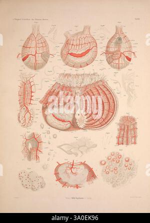 Die Wirbellosen des Weissen Meeres, Erster Band, Leipzig, W. Engelmann, 1885, invertébrés marins, Russie, Fédération, îles Solovetskii, cette illustration complexe présente différentes étapes et structures de mollusques marins, en mettant en évidence leurs caractéristiques anatomiques. Le diagramme comprend des étiquettes détaillées pour différentes parties, telles que les siphons, les couches du manteau et les structures musculaires. Chaque section est méticuleusement rendue avec des lignes fines et des ombres, illustrant à la fois les composants externes et internes des organismes. L'utilisation de surlignements rouges met l'accent sur les systèmes vasculaires et d'autres d critiques Banque D'Images