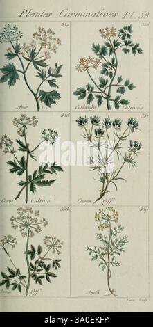 Plantes usuelles, indigènes et exotiques, Paris, Duprat-Duverger, 1809., cette illustration présente une série d'études botaniques mettant en vedette diverses plantes carminatives. Organisée en grille, la rangée supérieure affiche deux espèces différentes : la première étiquetée 'anis' et la seconde 'carvi'. La rangée du bas présente 'Coriandrum', 'Carum' et 'Aneth', tous remarquables pour leurs propriétés culinaires et médicinales. Chaque plante est représentée avec des détails complexes, mettant en évidence leurs structures foliaires et leurs motifs floraux uniques. Les annotations qui les accompagnent fournissent des noms scientifiques et des détails sur leur utilisation, Banque D'Images
