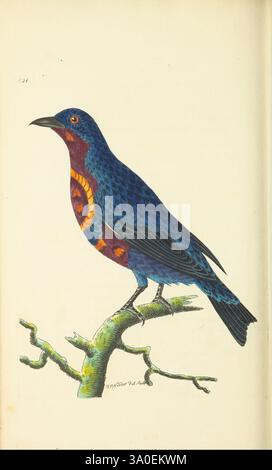 The Naturalist's Miscellany, ou figures colorées d'objets naturels Londres, imprimé pour Nodder & Co, 1789-1813, animaux, œuvres picturales, zoologie, musées Victoria, Un oiseau saisissant perché gracieusement sur une branche, présentant des nuances de bleu vives sur son plumage. Sa gorge est ornée d'une riche teinte châtaigne, complétée par un motif circulaire complexe en orange. La branche sur laquelle il se trouve est texturée et détaillée, représentant un cadre naturel. La composition globale souligne l'élégance de l'oiseau et la beauté de ses couleurs, soulignant les subtilités de la vie aviaire. Banque D'Images