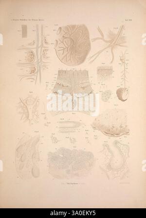 Die Wirbellosen des Weissen Meeres. Erster Band, Leipzig, W. Engelmann, 1885. Invertébrés marins Fédération de Russie Îles Solovetsky, l'illustration présente une étude détaillée de diverses structures anatomiques, montrant des diagrammes de cellules, de tissus et de systèmes d'organes. Les éléments clés comprennent une coupe transversale d'une glande, des structures vasculaires et des arrangements cellulaires qui mettent en évidence la complexité des formes biologiques. Chaque section est méticuleusement étiquetée, fournissant un aperçu des relations complexes entre les différents composants physiologiques. L'arrangement met l'accent sur l'interconnexion Banque D'Images